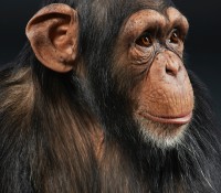 Peter Samuels Peter Samuels, Eli the Chimpanzee